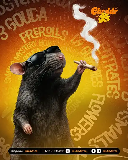 Cheddr Gouda Fresh campaign featuring the rat mascot